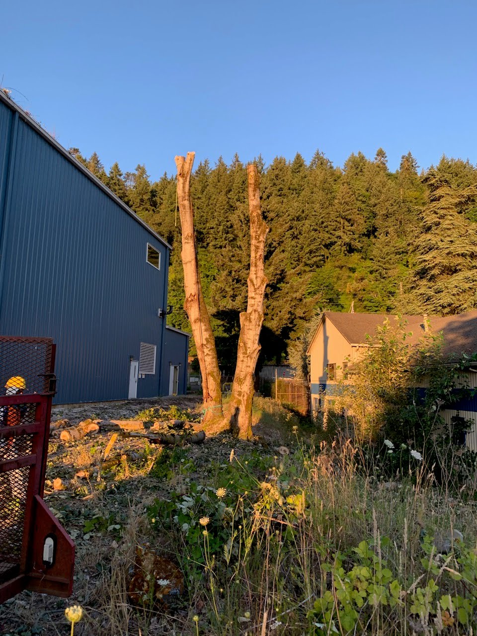 Amazonas Tree Services Image